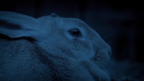 Kaninchen Kauen Und Abend Ausruhen — Stockvideo