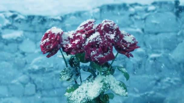 Sníh Růžích Staré Zdi — Stock video