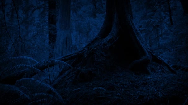 Trädrötter Skogen Sent Natten — Stockvideo