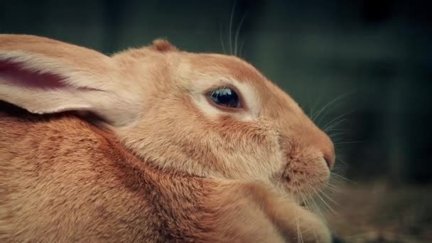Cute Fluffy Rabbit Hutch Shots — Stock Video