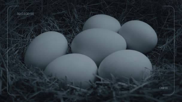 Φύση Cam Αυγό Κινείται Στη Φωλιά Cctv Feed — Αρχείο Βίντεο