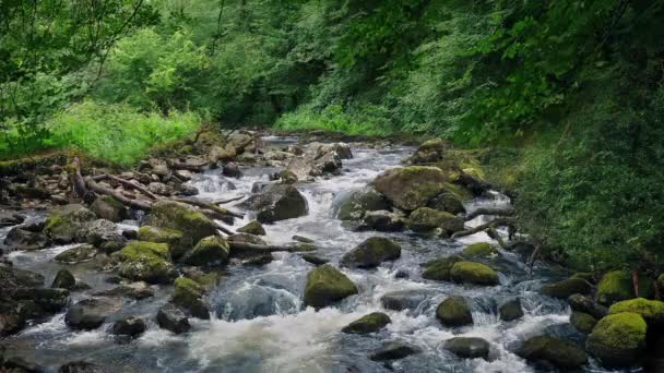 Γραφικός Ποταμός Μέσω Πράσινου Δάσους — Αρχείο Βίντεο