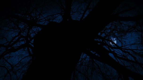 Vieil Arbre Sombre Silhouette Clair Lune — Video
