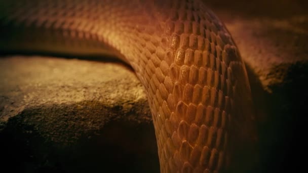 砂漠で岩の上を移動する蛇 — ストック動画