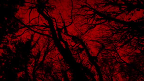 Mersul Sub Copaci Peisajul Roșu Înfricoșător — Videoclip de stoc