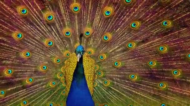 Barevně Měnící Peacock Třese Svým Peřím — Stock video