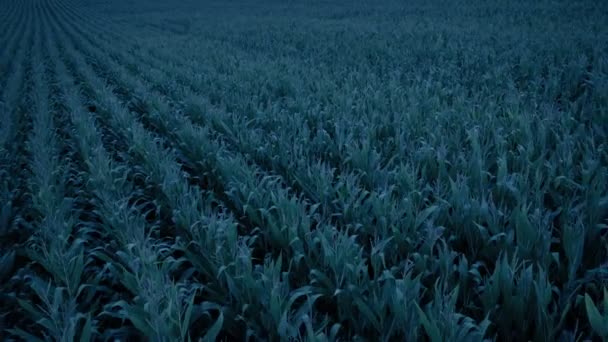 Пролетая Над Кукурузными Косточками — стоковое видео