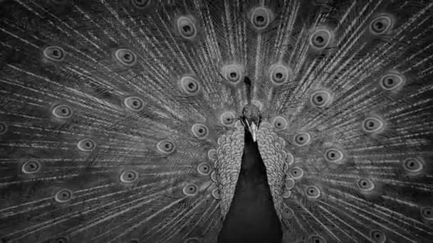 Peacock Μαύρο Και Άσπρο Στο Χρώμα Ανακίνηση — Αρχείο Βίντεο