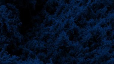 Gece Vahşi Orman Üzerinden Uçuş