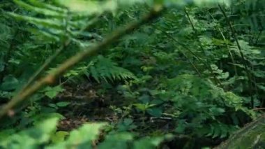 Orman zemininde hareket eden hayvan POV 'u