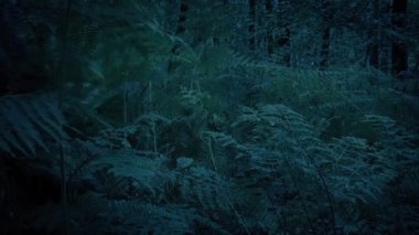 Karanlık Ormanda Eğreltiotları Geçip Giden Kişi