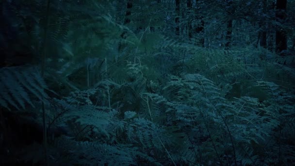 Πρόσωπο Περπατά Παρελθόν Μέσα Από Φτέρες Στο Σκοτεινό Δάσος — Αρχείο Βίντεο