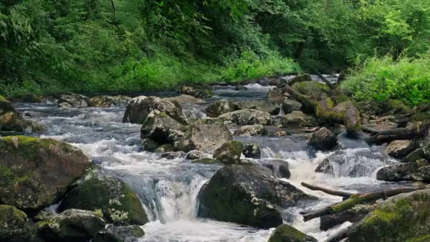 Rivière Travers Forêt Panoramique Dans Journée — Video