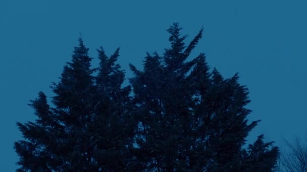 Abend Schneefall Auf Buschigen Bäumen — Stockvideo