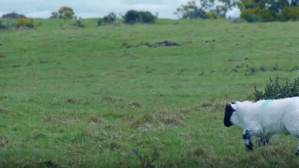 羊和羊羔在草地上走过 — 图库视频影像