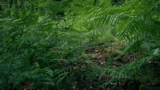Animal Pov Moving Ferns Ground Level — стоковое видео
