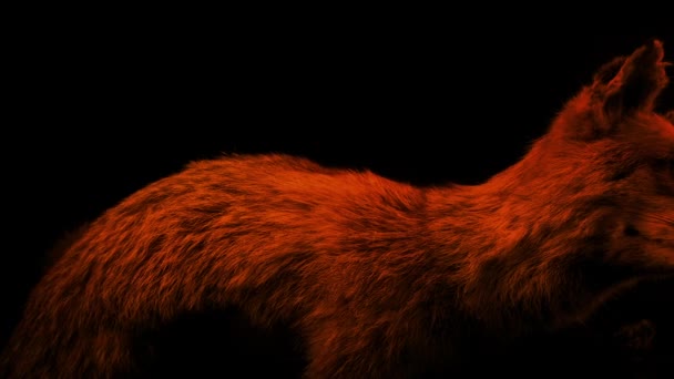 Αλεπού Γεμισμένο Ζώο Στο Φως Της Φωτιάς — Αρχείο Βίντεο