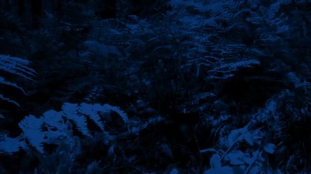 Animal Pov Déplaçant Dans Forêt Clair Lune Coups Feu — Video