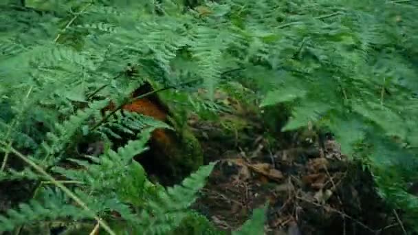 Animal Pov Moving Ferns Woods — Stok Video