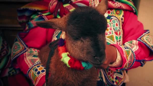 Lamb Being Held Peruvian Woman — Stock Video