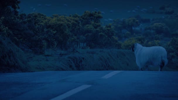 夜色中的羊与羊交叉路 — 图库视频影像