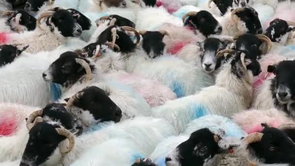 Овцы Теснятся Вместе Толпа Последователи Концепции — стоковое видео