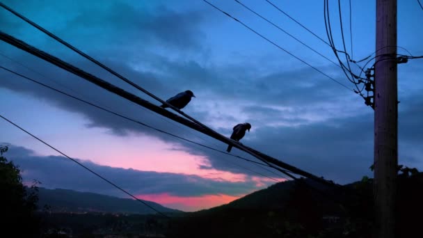 Ptáci Hřadují Odlétají Drátu Při Východu Slunce — Stock video