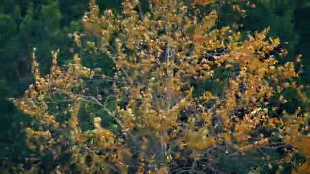 Rüzgarlı Sonbahar Gününde Renkli Sonbahar Ağacı — Stok video