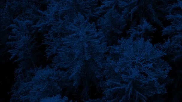 夜のトールフォレストツリー上のフライト — ストック動画
