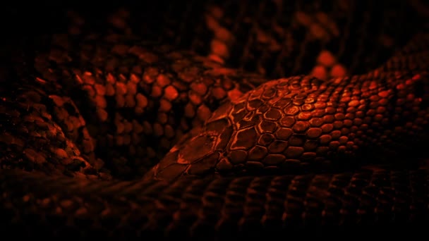 Serpente Enrolada Respirando Lentamente — Vídeo de Stock