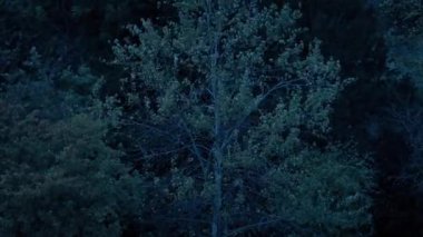 Hava kararınca Ağaç Esintide Sallanıyor