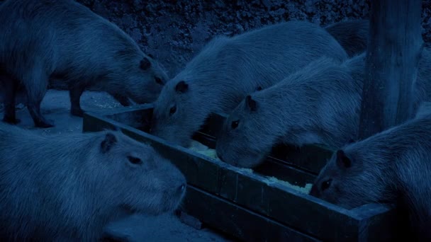 Capybaras Äta Från Bricka Kvällen — Stockvideo