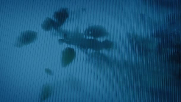 植物在黄昏时吹出棚窗 — 图库视频影像