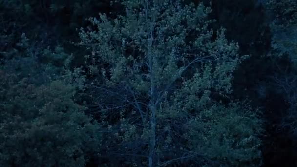 Δέντρο Ταλαντεύεται Στον Αέρα Στο Σκοτάδι — Αρχείο Βίντεο