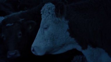 Cow Looks Up In The Evening