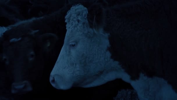 Cow Looks Evening — Αρχείο Βίντεο