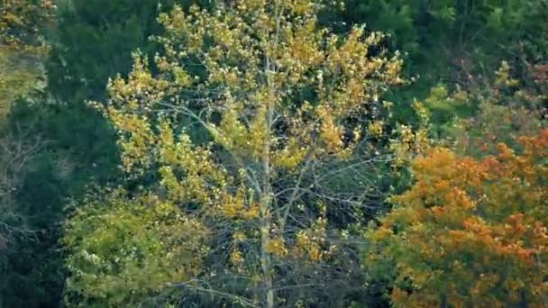 Жовте Листяне Дерево Вітряному Автономному Пейзажі — стокове відео