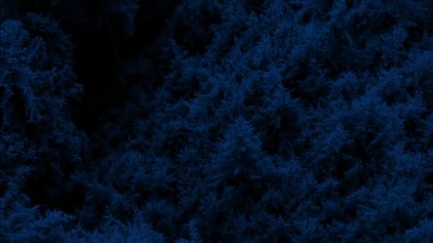 Sowa Lub Nietoperz Pov Latający Nad Lasem Zwierzęta Nocne — Wideo stockowe