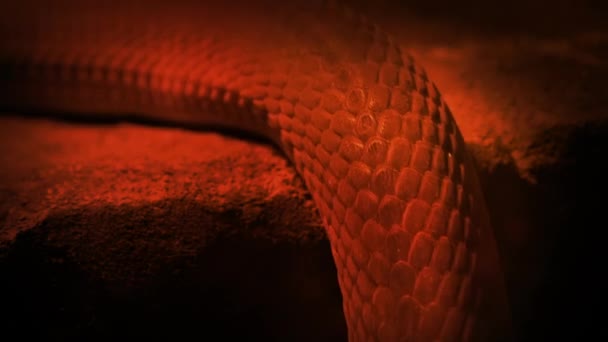 Φίδι Γλιστράει Πάνω Στο Φως Της Φωτιάς — Αρχείο Βίντεο