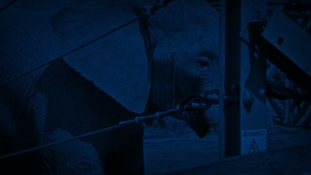 Elefante Recinzione All Aperto Notte — Video Stock