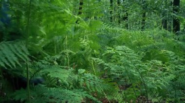 Person Walks Past In The Woods Through Ferns