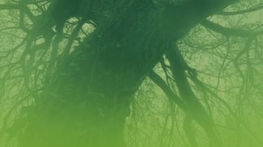 Misty Green Swamp With Dead Tree Spooky Landscape