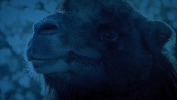 Верблюд Туманно Дышит Холодным Утром — стоковое видео