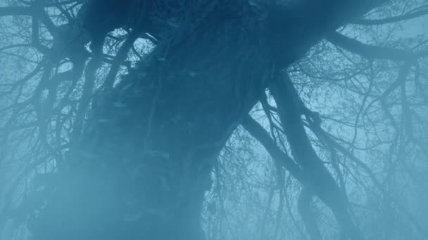 Mlha Pohybuje Nad Pokrouceným Starým Stromem — Stock video