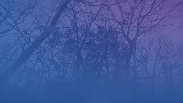 Misty Forest Daybreak Pink Sky — Stock Video