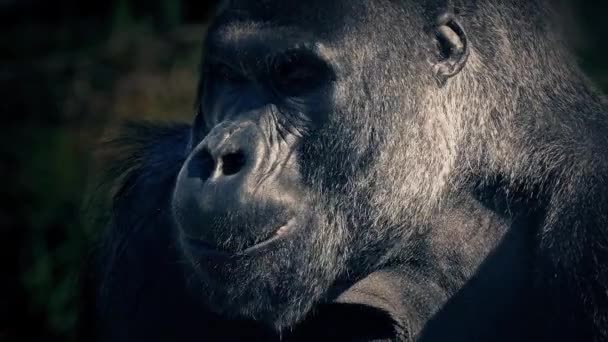 Big Male Gorilla Makan Bawah Sinar Matahari — Stok Video