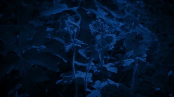 Дикі Квіти Місячне Світло — стокове відео