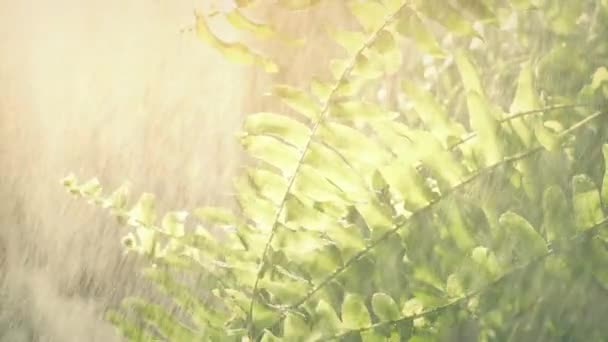 Farnpflanze Wird Sonnenlicht Gegossen — Stockvideo