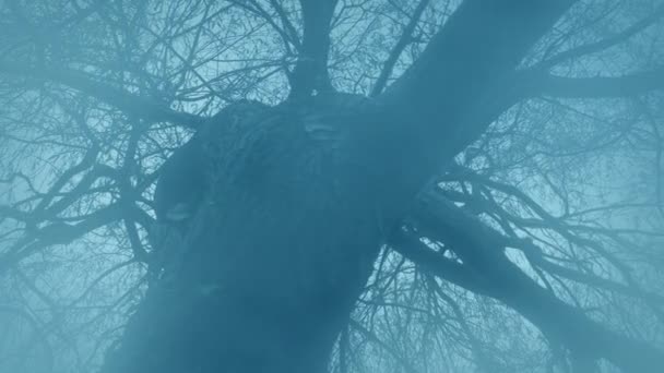 Mist Στροβιλίζονται Γύρω Από Παλιό Δέντρο Κινείται Shot — Αρχείο Βίντεο