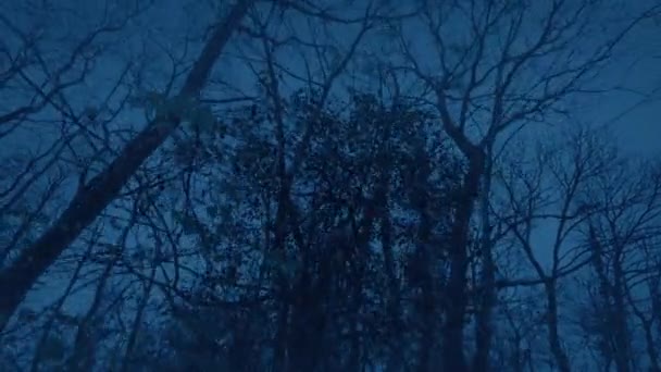 Déplacer Travers Forêt Hiver Dans Les Chutes Neige Dans Noir — Video